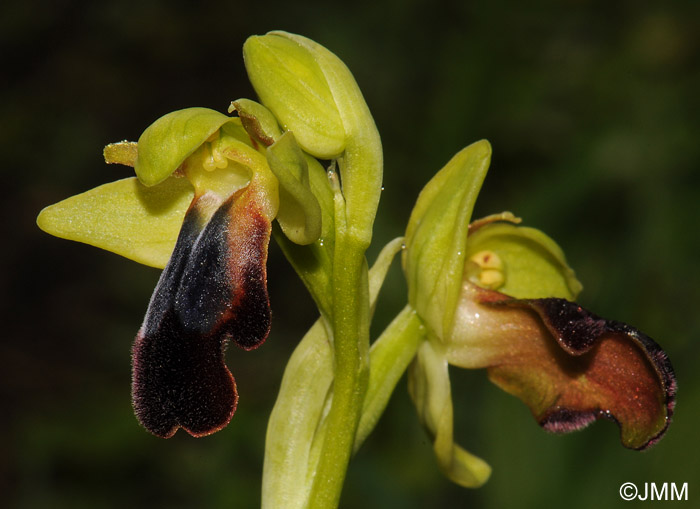 Ophrys mesaritica