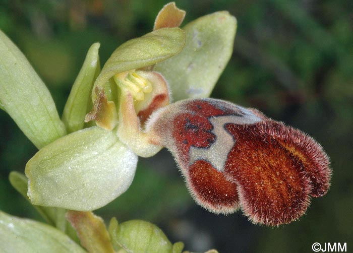 Ophrys omegaifera