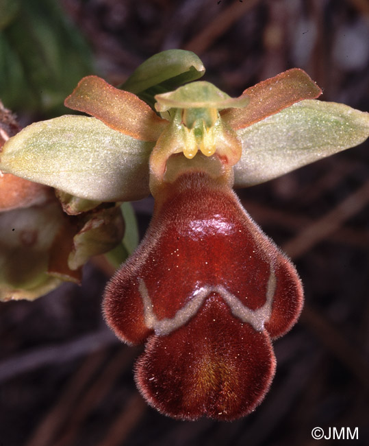 Ophrys omegaifera