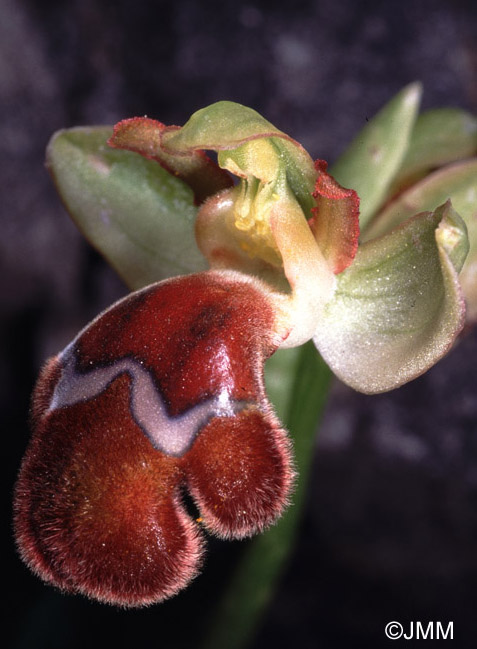 Ophrys omegaifera