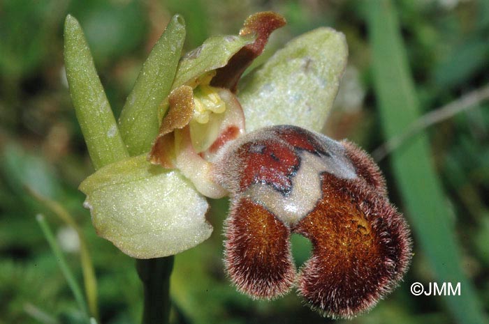 Ophrys omegaifera