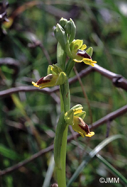 Ophrys phryganae