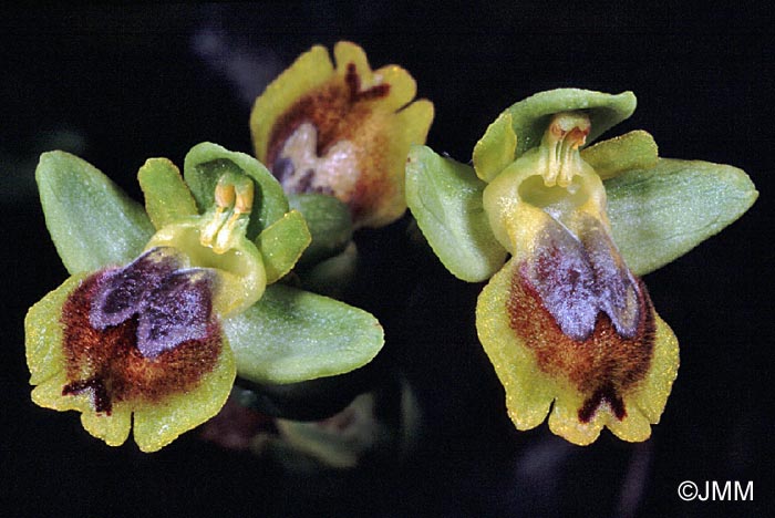 Ophrys phryganae