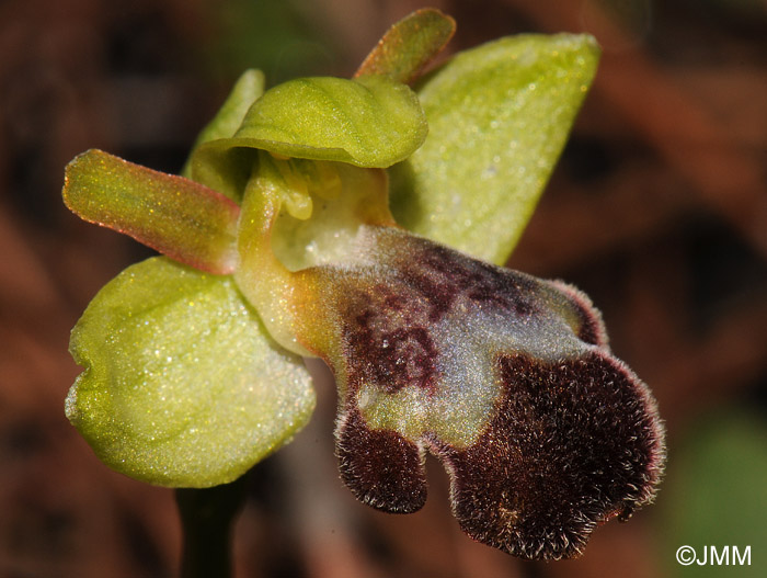 Ophrys sitiaca