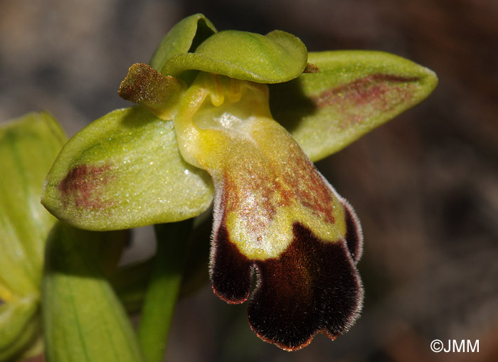 Ophrys sitiaca