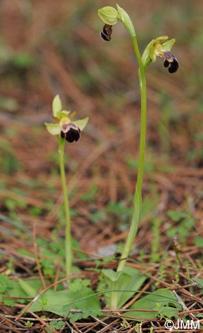 Ophrys sitiaca