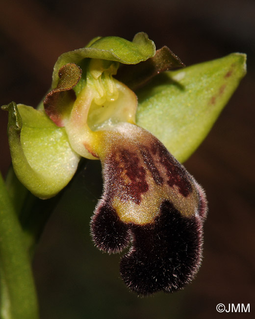 Ophrys sitiaca