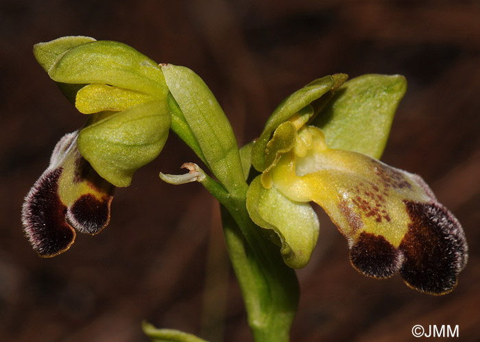 Ophrys sitiaca