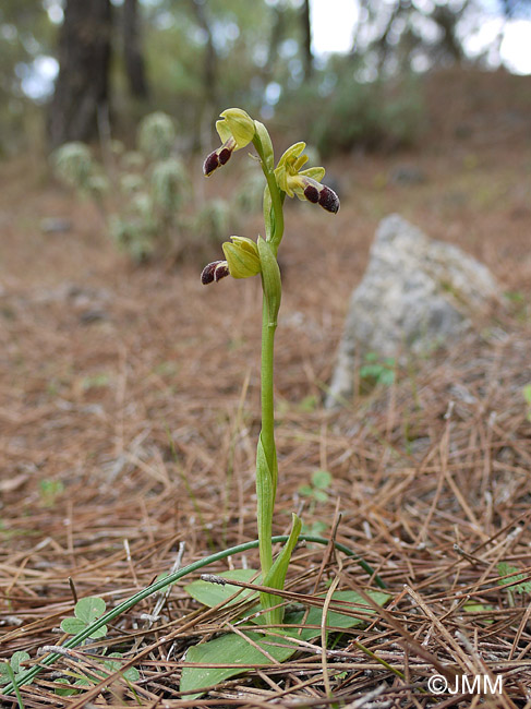 Ophrys sitiaca