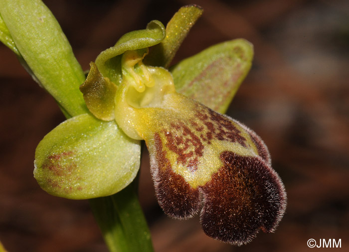 Ophrys sitiaca