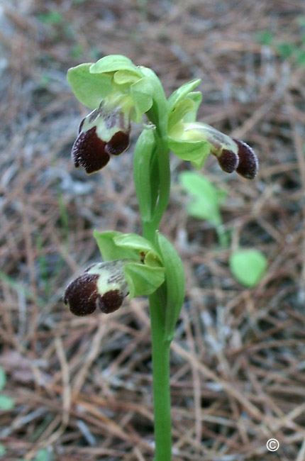 Ophrys sitiaca