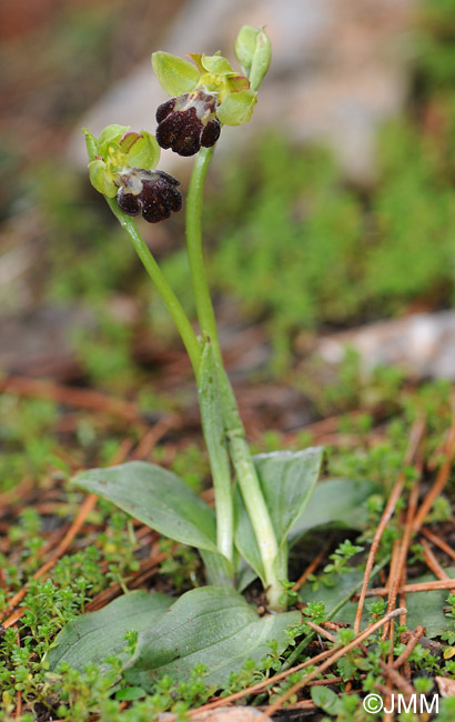 Ophrys sitiaca