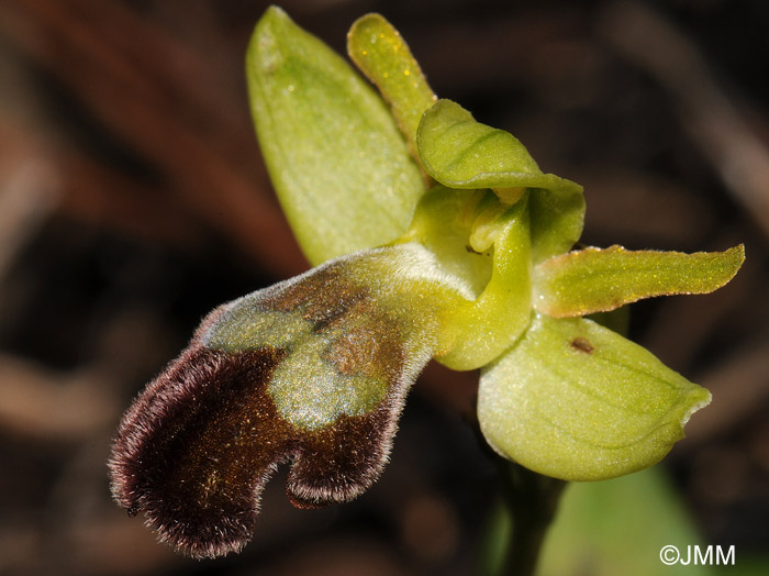 Ophrys sitiaca