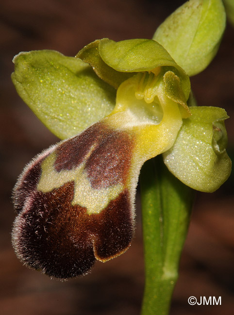 Ophrys sitiaca