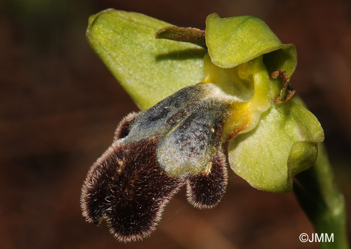 Ophrys sitiaca