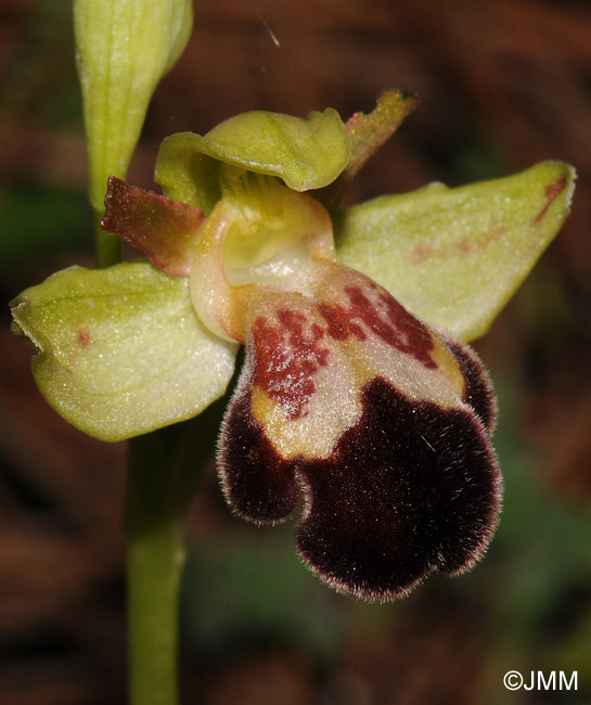 Ophrys sitiaca