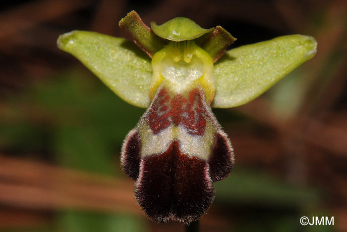 Ophrys sitiaca