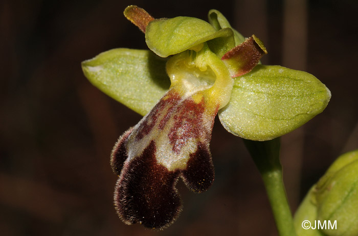 Ophrys sitiaca