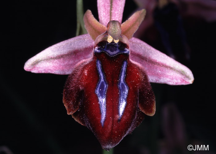 Ophrys sphaciotica