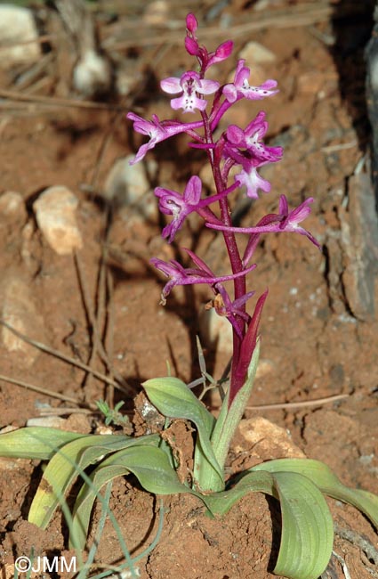 Orchis anatolica = Androrchis anatolica