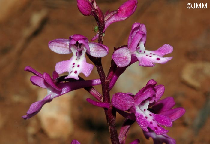 Orchis anatolica = Androrchis anatolica