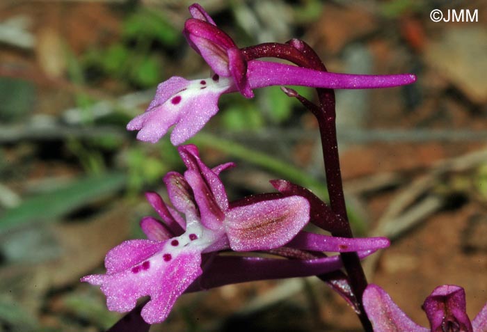 Orchis anatolica = Androrchis anatolica