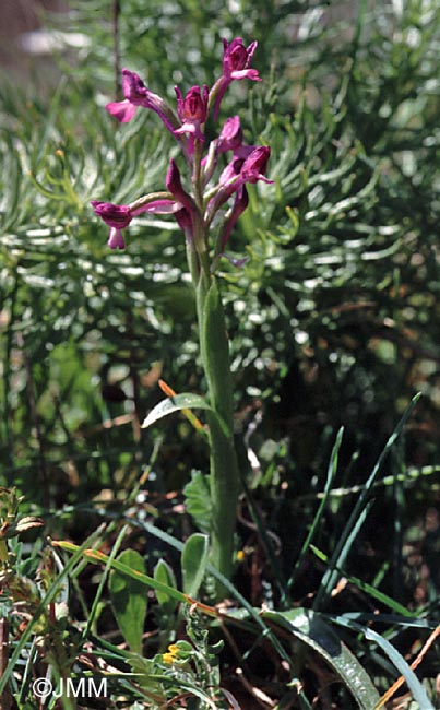 Orchis boryi