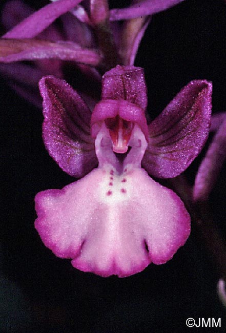 Orchis boryi