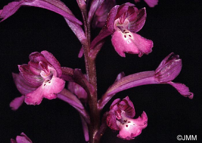 Orchis boryi