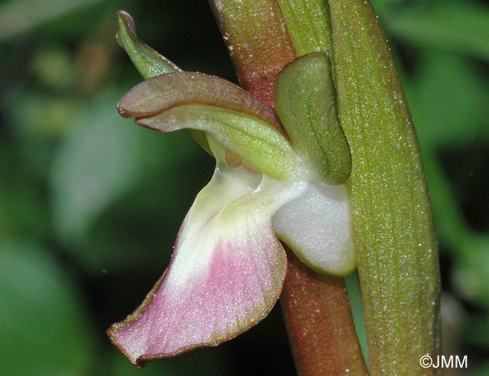 Orchis collina