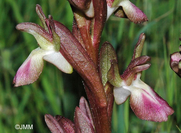 Orchis collina