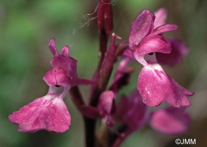 Orchis cf. elegans