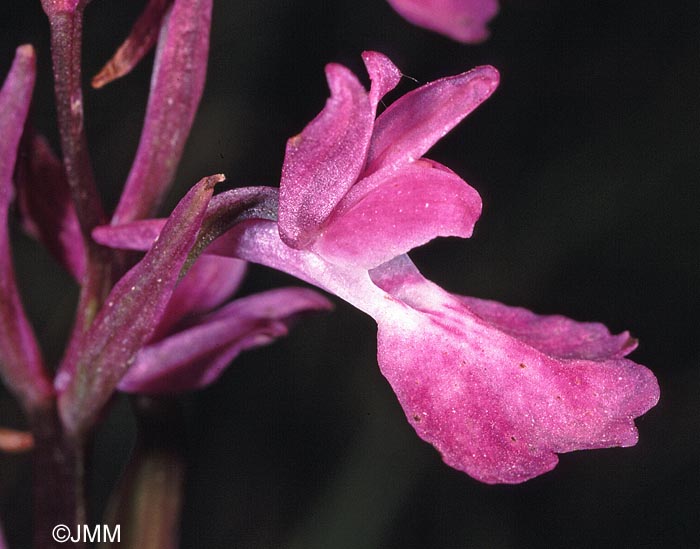 Orchis cf. elegans