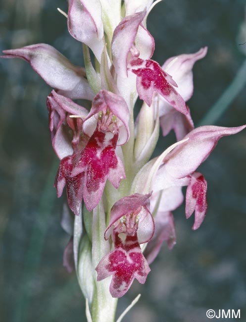 Orchis fragrans = Anteriorchis fragrans