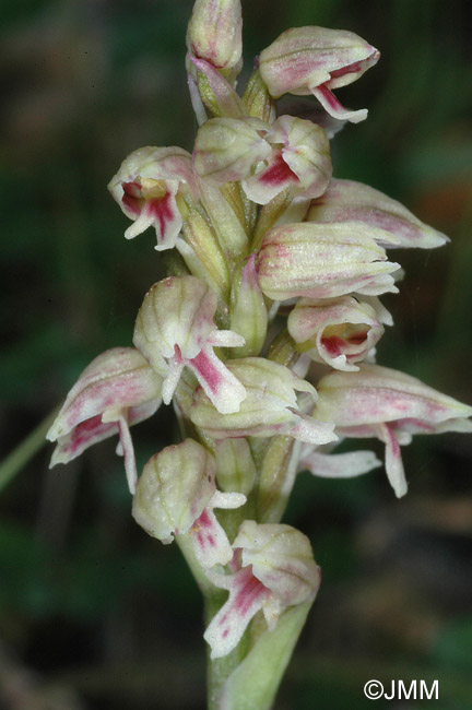 Orchis intacta