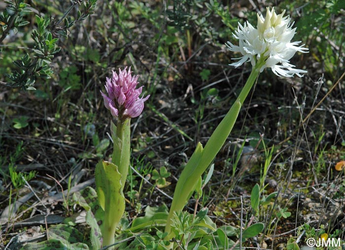 Orchis italica