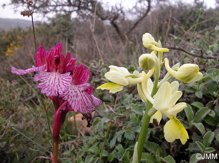 Orchis papilionacea var. heroica et Orchis pauciflora 