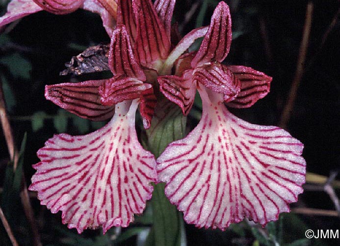 Orchis papilionacea var. heroica