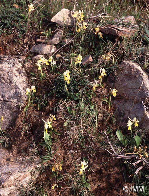 Orchis pauciflora