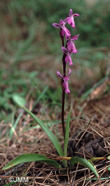 Orchis prisca