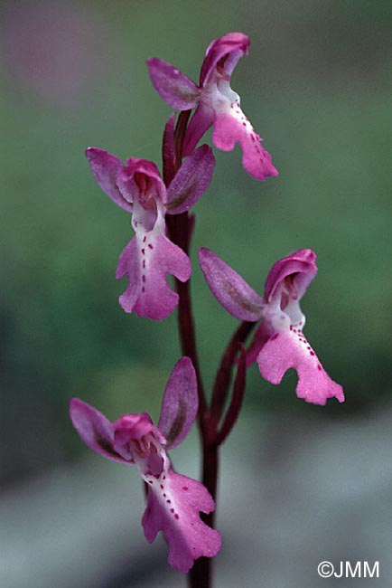 Orchis prisca