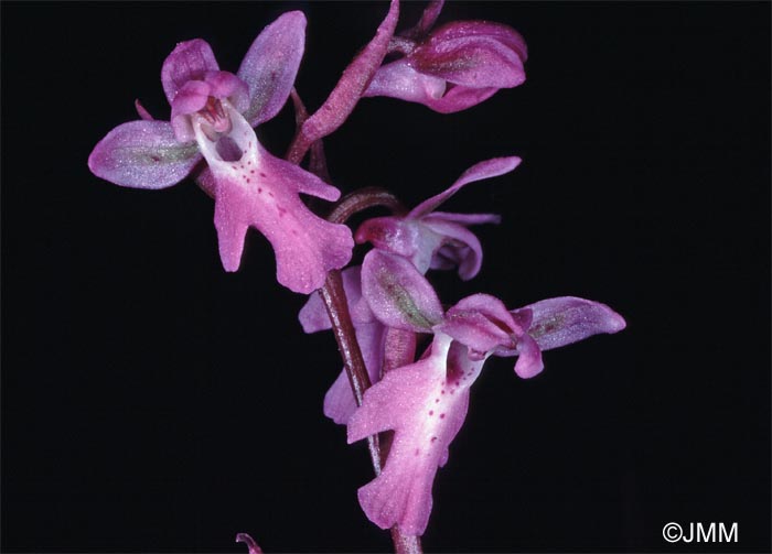 Orchis prisca