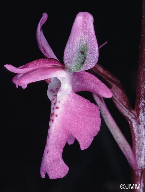 Orchis prisca