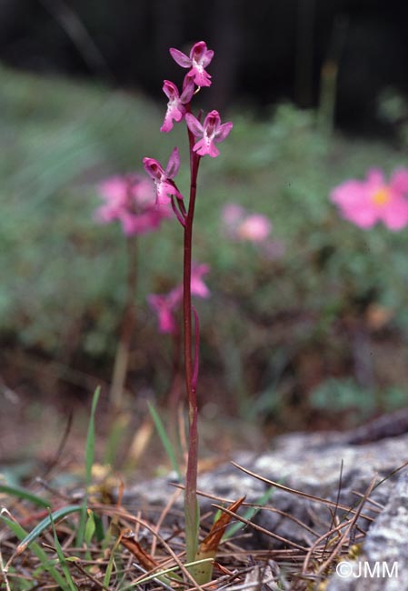 Orchis prisca