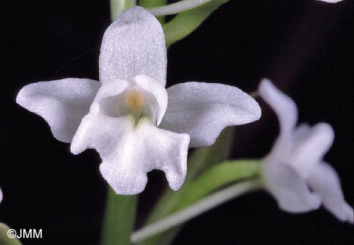 Orchis quadripunctata