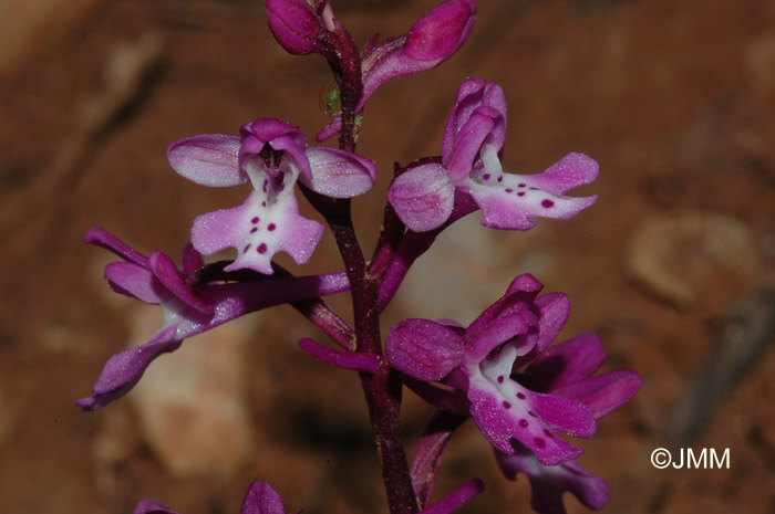 Orchis sezikiana