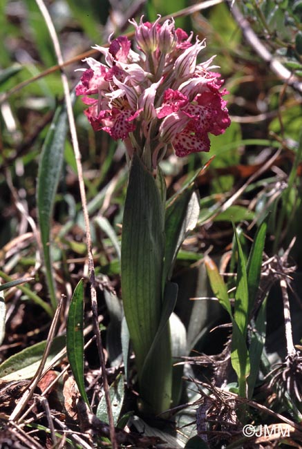 Orchis tridentata subsp. angelica