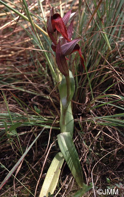 Serapias orientalis var. cordigeroides