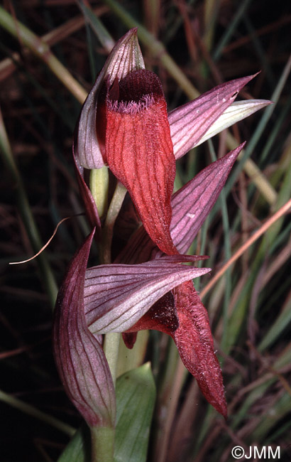 Serapias orientalis var. cordigeroides