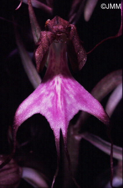 Himantoglossum comperianum